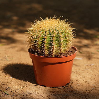 Cactus ball