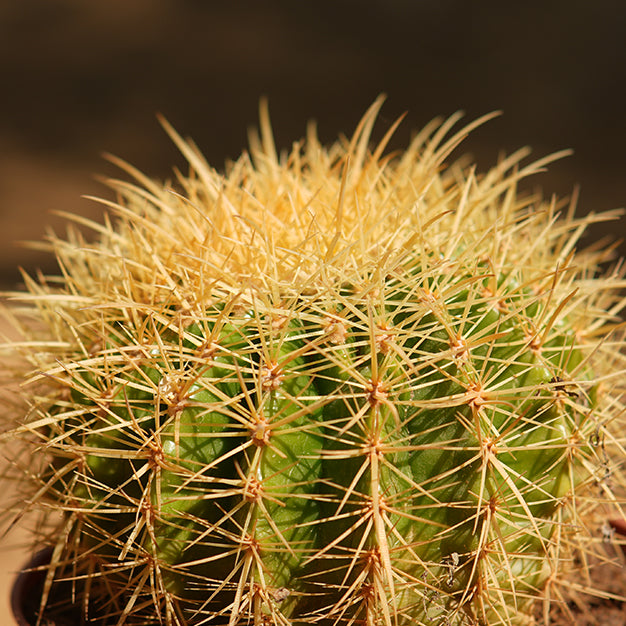 Cactus ball