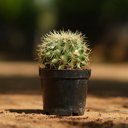 Cactus ball