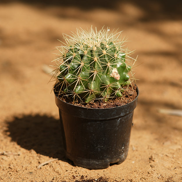 Cactus ball