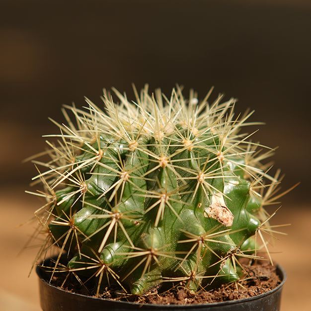 Cactus ball