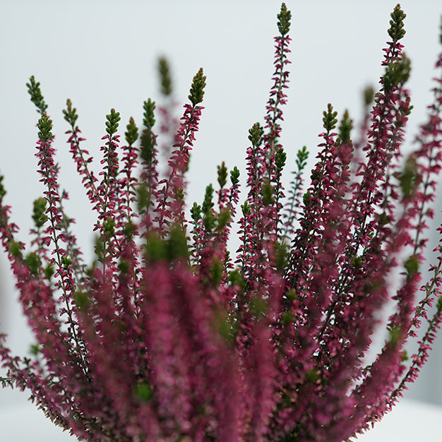 Calluna