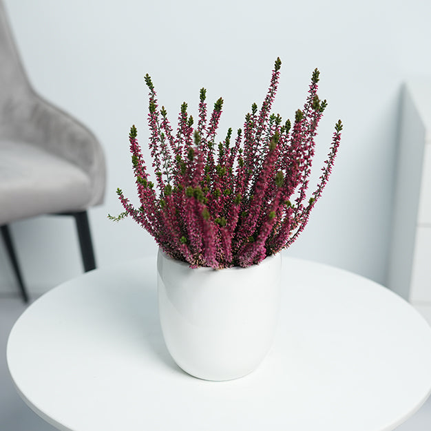 Calluna