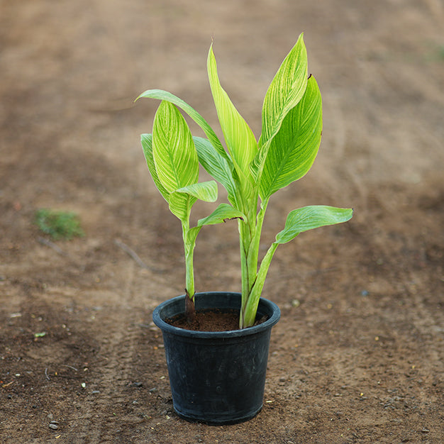 Canna indica