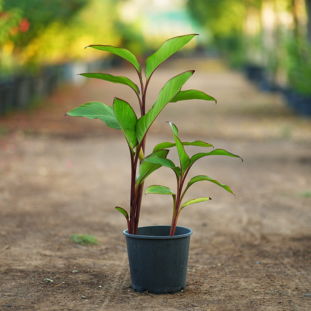 Canna indica variegate