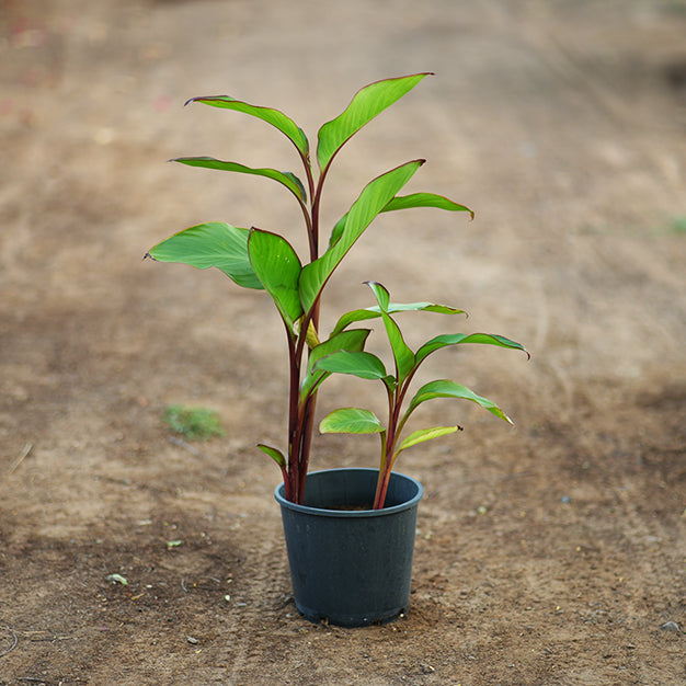 Canna indica variegate