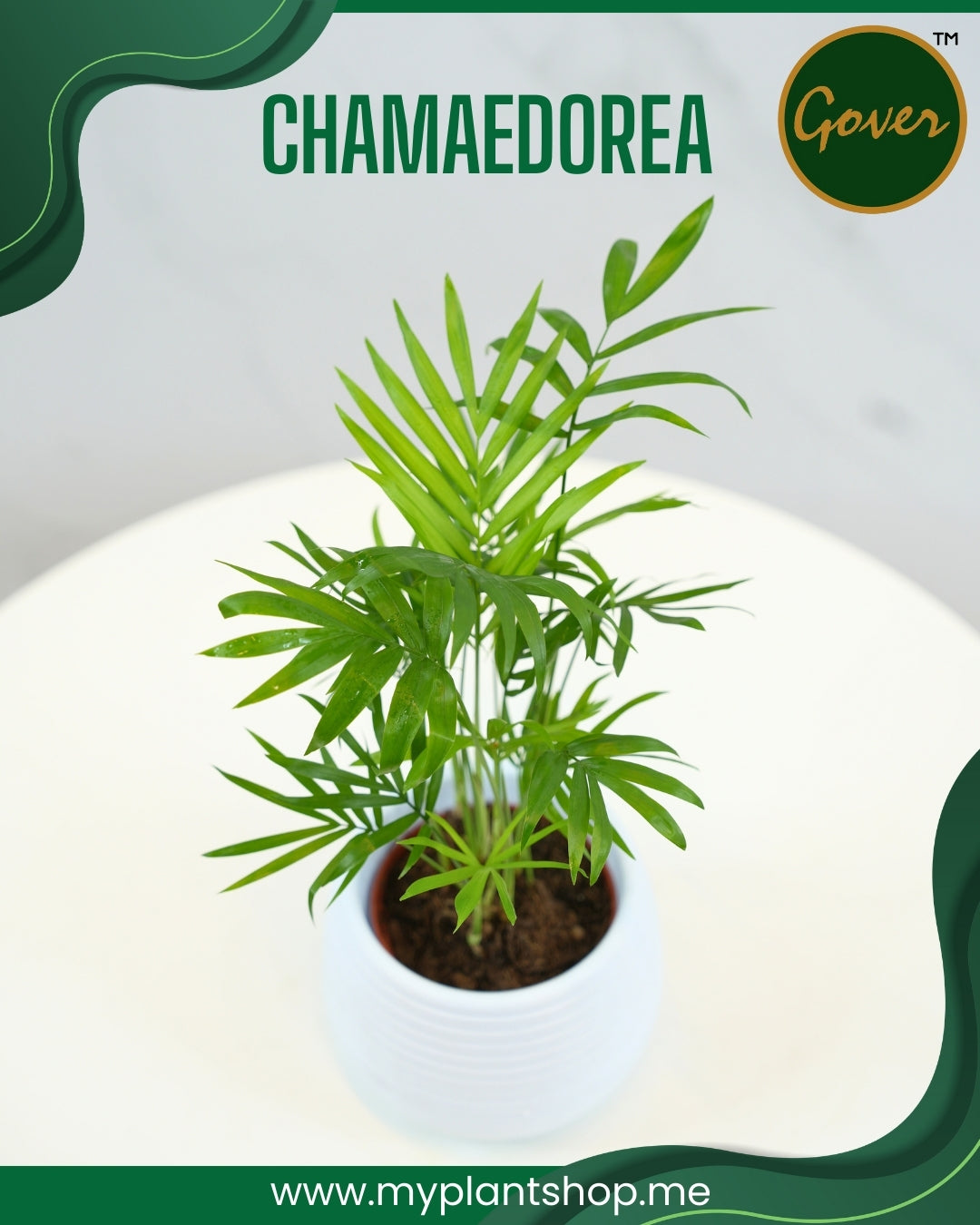 Chamaedorea – Parlor Palm Indoor Plant Dubai UAE (Without pot)