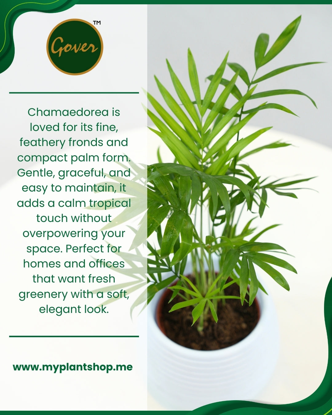 Chamaedorea – Parlor Palm Indoor Plant Dubai UAE (Without pot)
