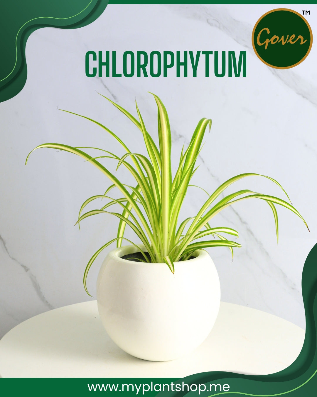 Chlorophytum – Spider Plant Indoor Air-Purifying Plant Dubai UAE (Without pot)