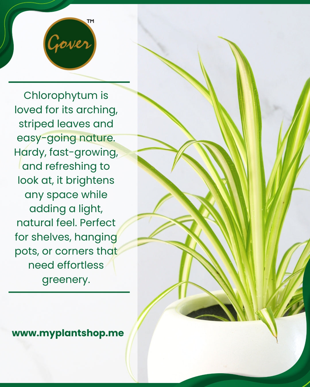 Chlorophytum – Spider Plant Indoor Air-Purifying Plant Dubai UAE (Without pot)