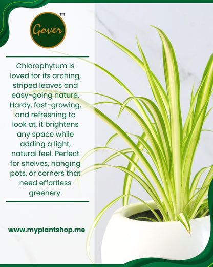Chlorophytum – Spider Plant Indoor Air-Purifying Plant Dubai UAE (Without pot)
