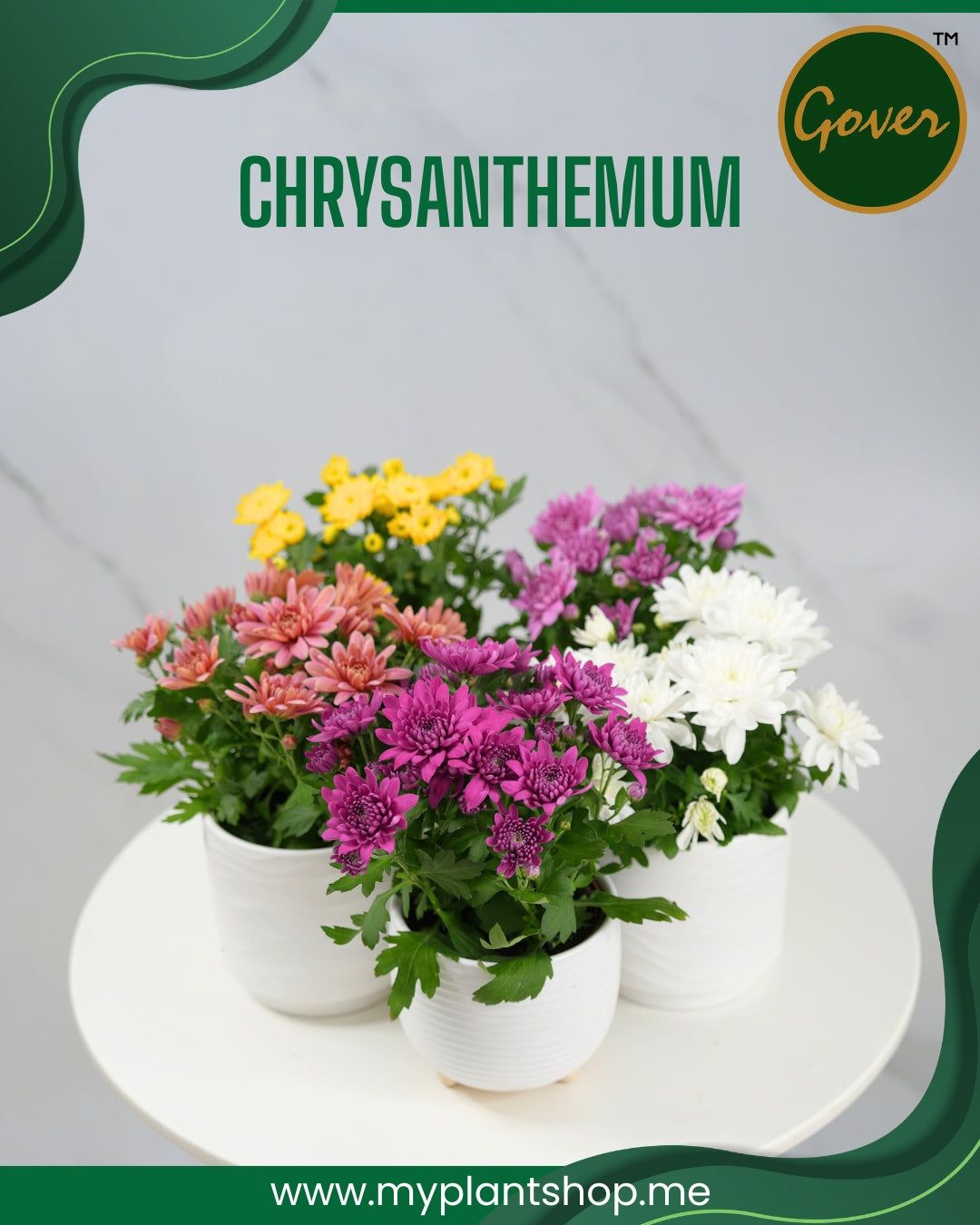 Chrysanthemum