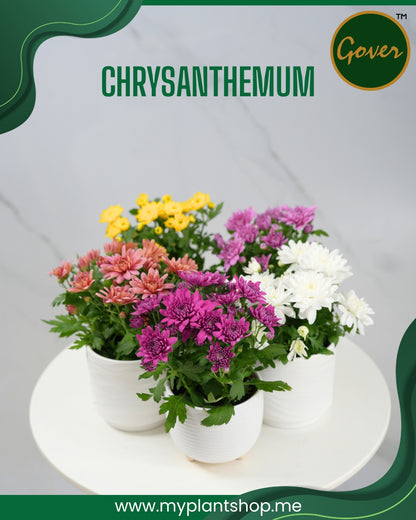 Chrysanthemum