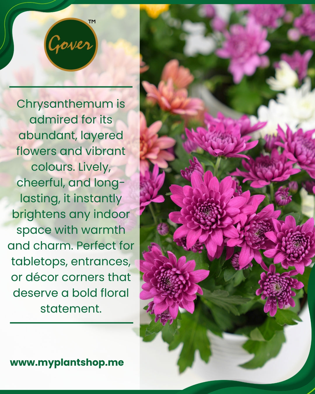 Chrysanthemum