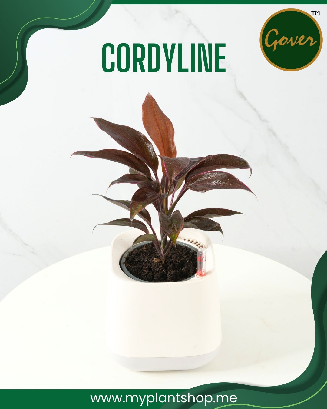 Cordyline