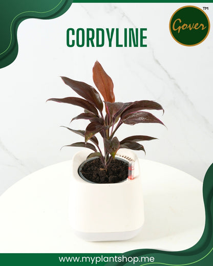 Cordyline