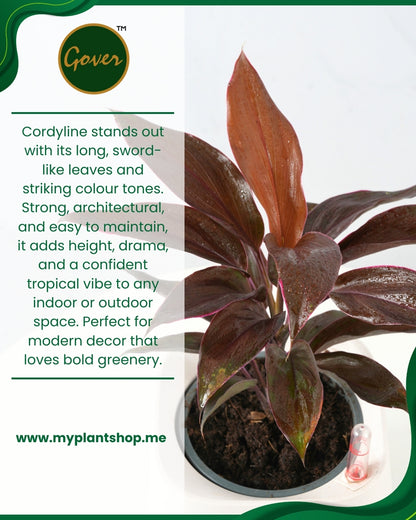 Cordyline