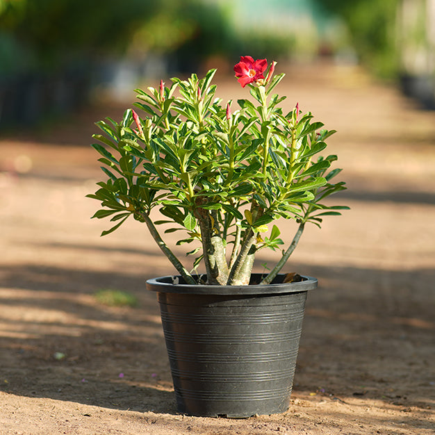 Adenium (Desert Rose)