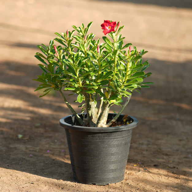 Adenium (Desert Rose)