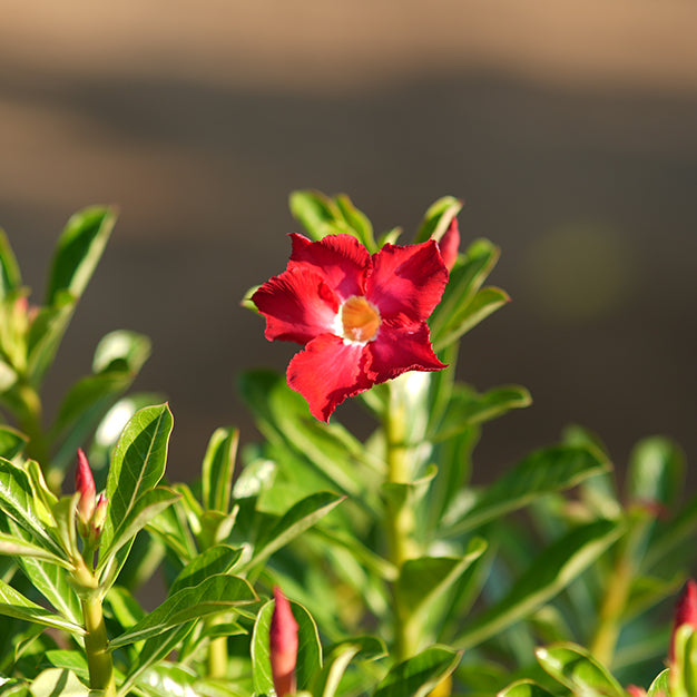 Adenium (Desert Rose)