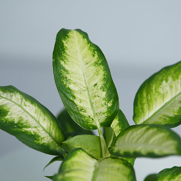 Dieffenbachia