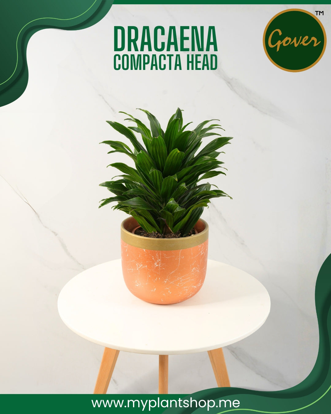 Dracaena compacta ‘Head’ – Indoor Decorative Plant Dubai UAE (Without pot)