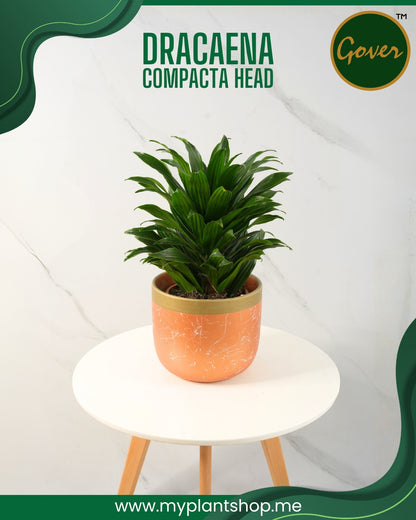 Dracaena compacta ‘Head’ – Indoor Decorative Plant Dubai UAE (Without pot)