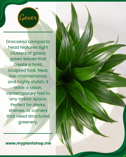 Dracaena compacta ‘Head’ – Indoor Decorative Plant Dubai UAE (Without pot)