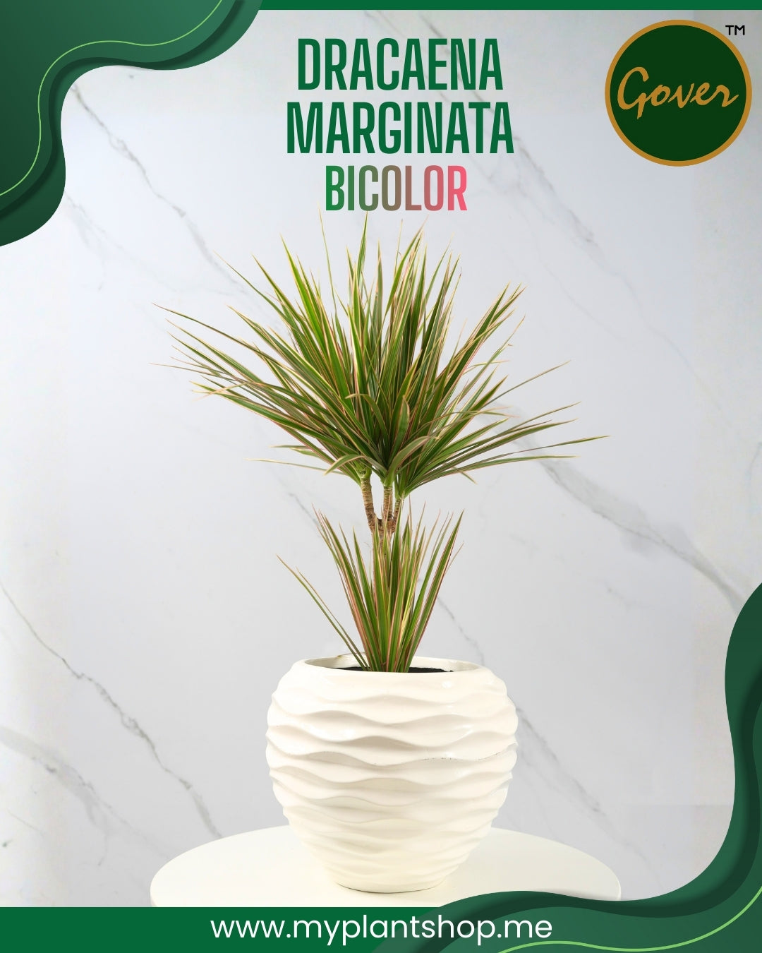 Dracaena marginata bicolor – Indoor Air Purifying Plant Dubai UAE (Without pot)