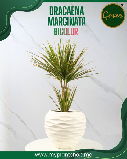 Dracaena marginata bicolor – Indoor Air Purifying Plant Dubai UAE (Without pot)