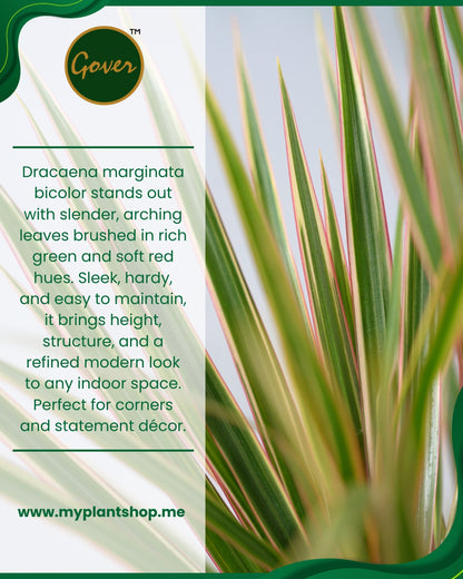 Dracaena marginata bicolor – Indoor Air Purifying Plant Dubai UAE (Without pot)