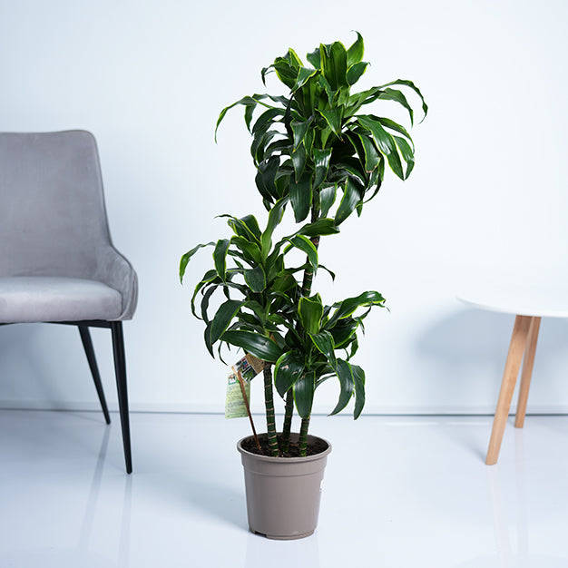 dracaena art cane Draceana Art