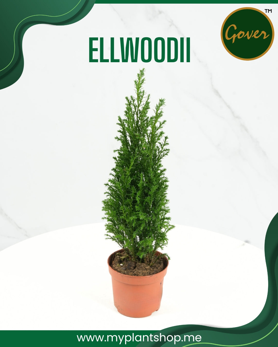 Ellwoodii