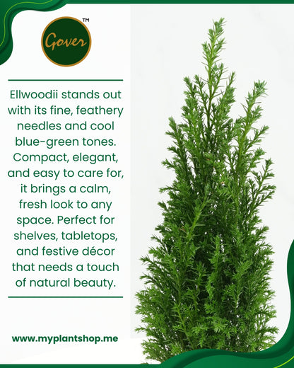 Ellwoodii