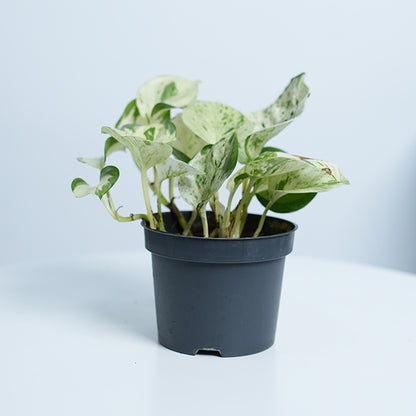 Manjula Pothos