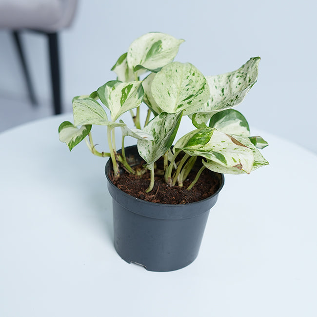 Manjula Pothos