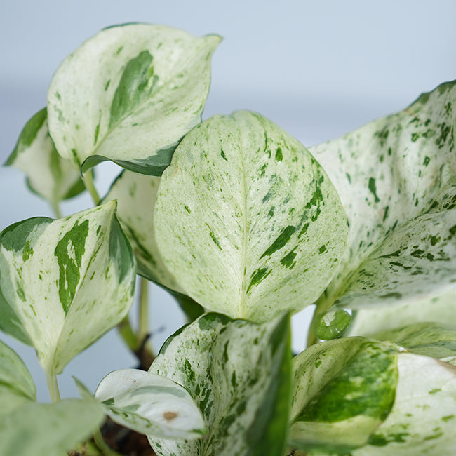 Manjula Pothos