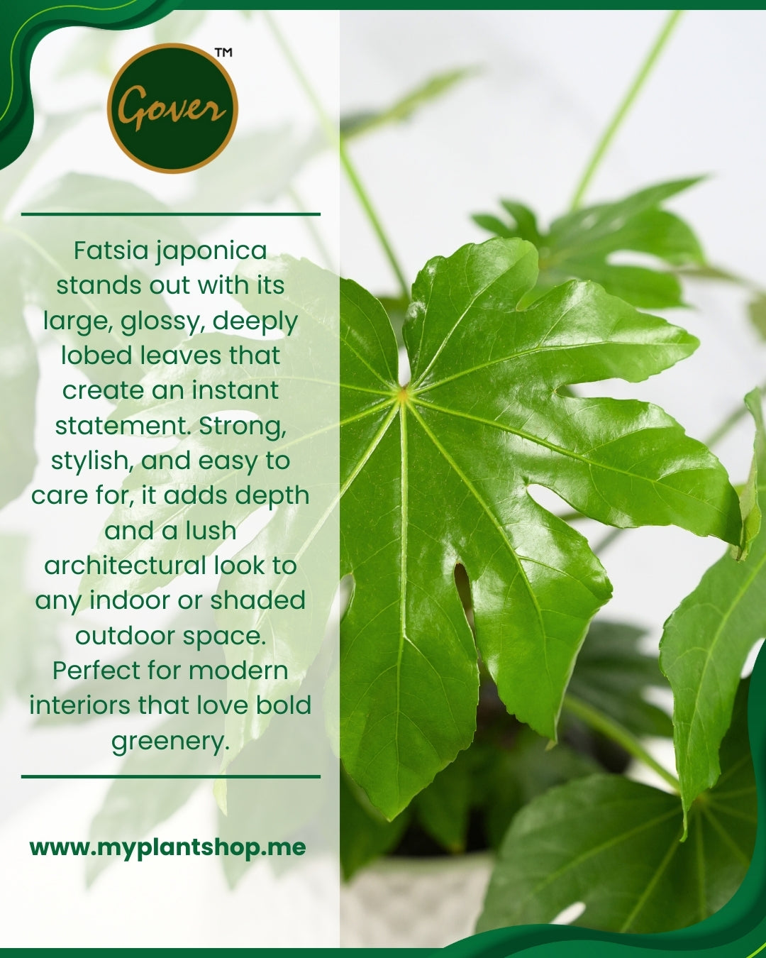 Fatsia japonica – Tropical Indoor &amp; Outdoor Plant Dubai UAE (Without pot)