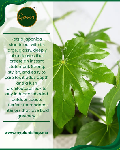 Fatsia japonica – Tropical Indoor &amp; Outdoor Plant Dubai UAE (Without pot)