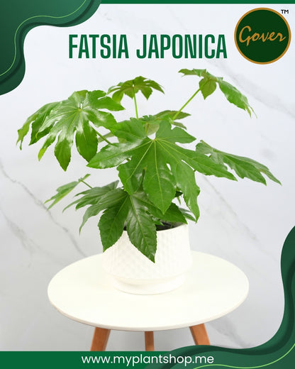 Fatsia japonica – Tropical Indoor &amp; Outdoor Plant Dubai UAE (Without pot)