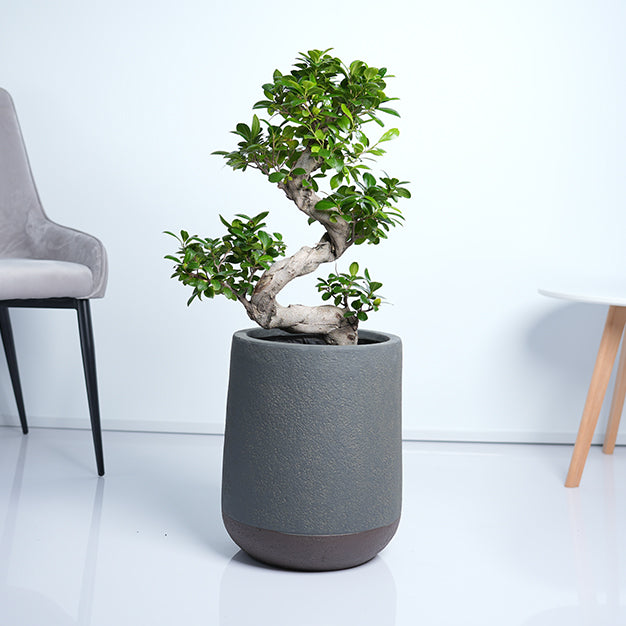 Ficus Bonsai S Type