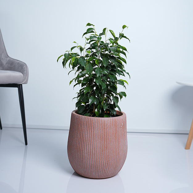 Ficus benjamina