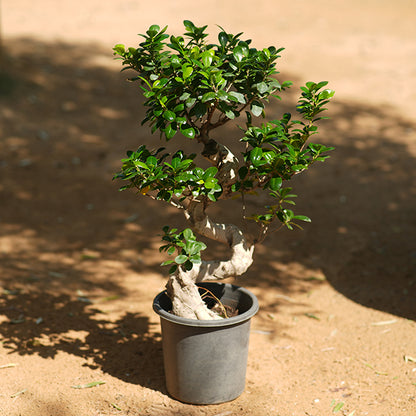 Ficus Bonsai S Type