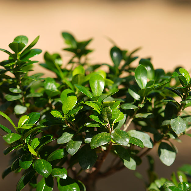 Ficus Bonsai S Type