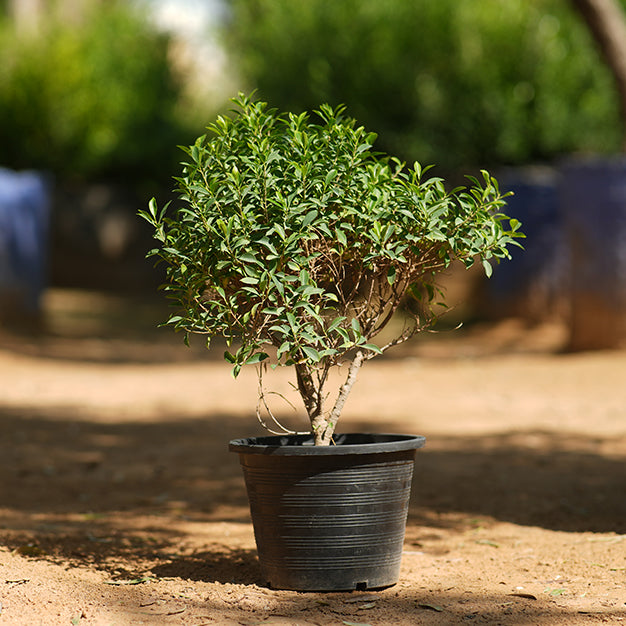 Ficus nitida