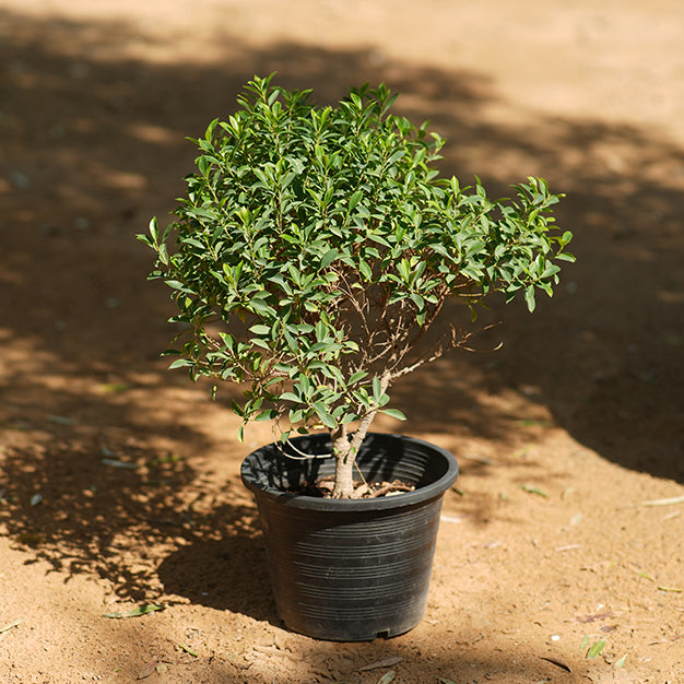 Ficus nitida