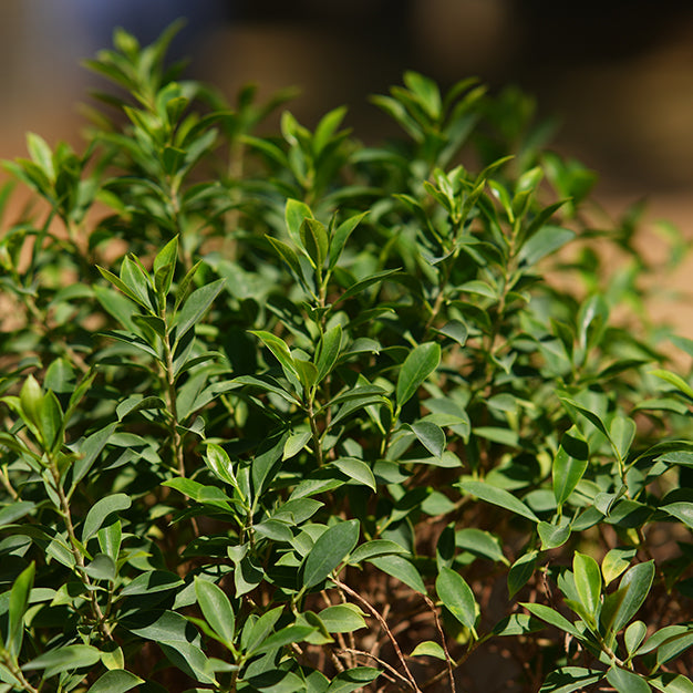 Ficus nitida