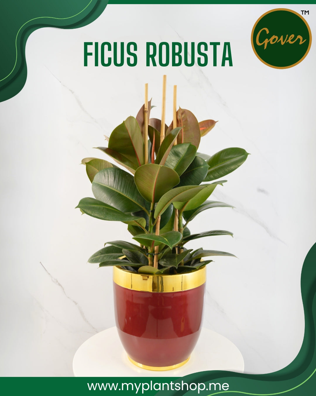 Ficus robusta – Fresh Indoor Plant, Limited Holland Import (Without pot)