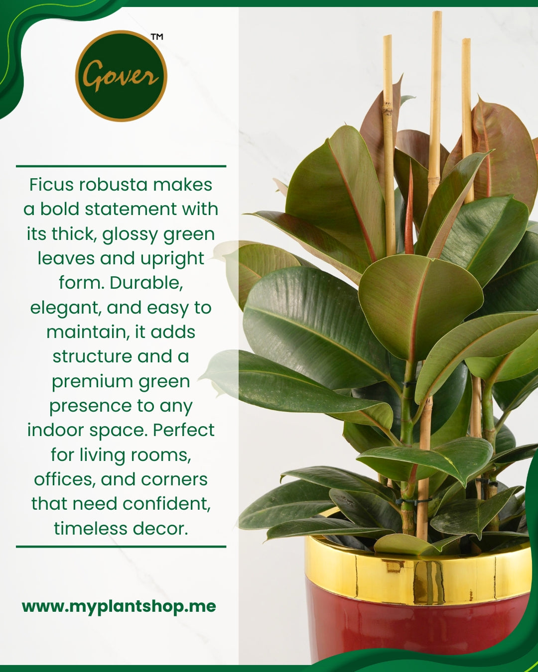 Ficus robusta – Fresh Indoor Plant, Limited Holland Import (Without pot)