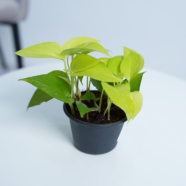 Golden Pothos